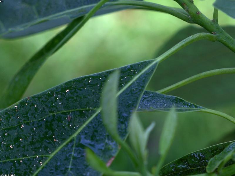 Avocado Farming