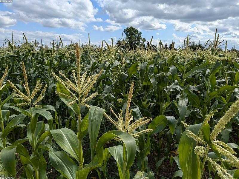 Maize Farming