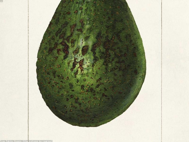 Patmos Fresh Avocados