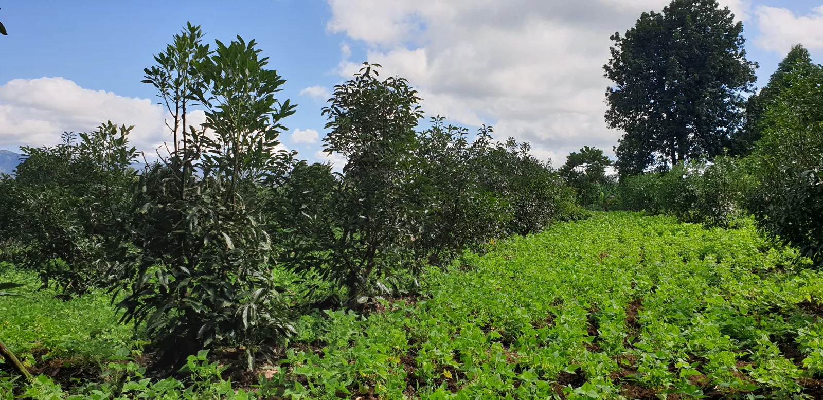 Avocado Farming