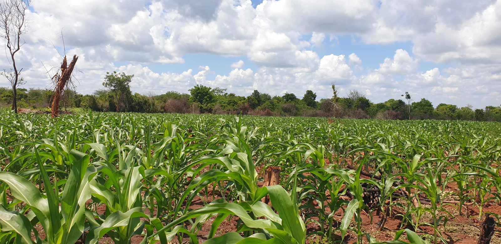 Maize Farming
