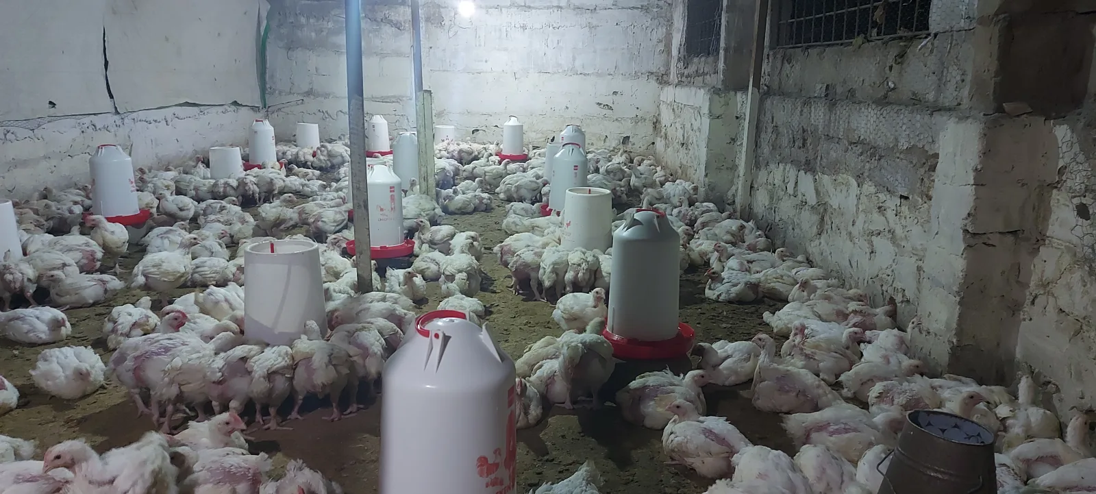 Poultry Farming